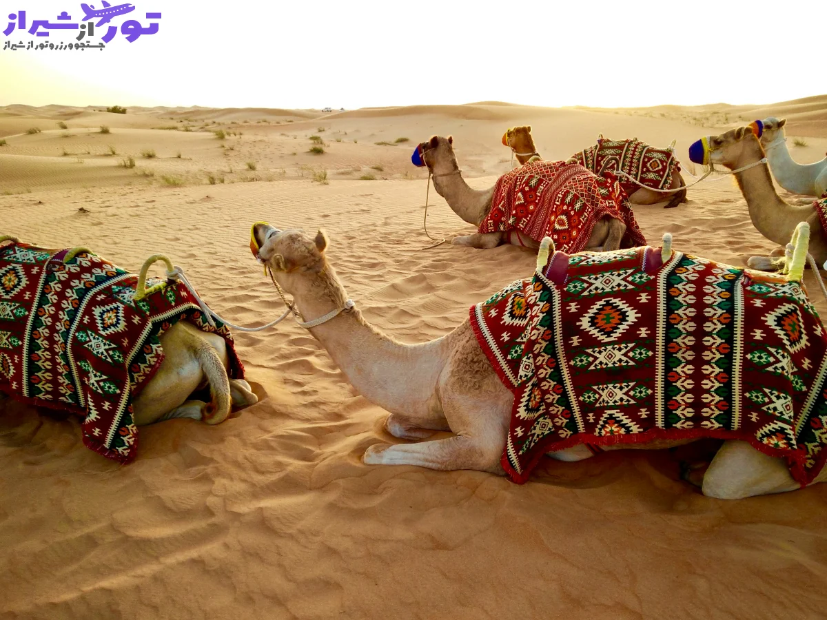 سافاری دبی از تفریحات هیجان‌انگیز شترسواری کمپینگ کویری عکاسی آسمان شب گردی حنا و... 